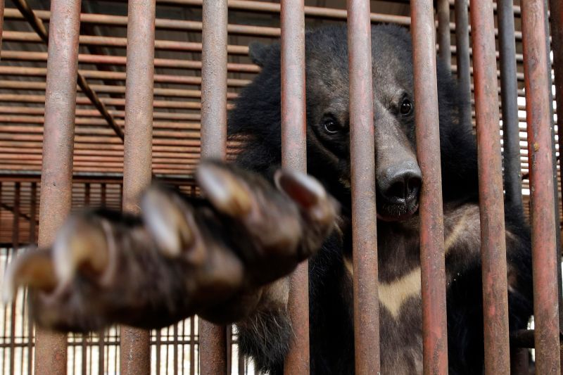 cnn.com - South Korea will end breeding of bears and extraction of their bile