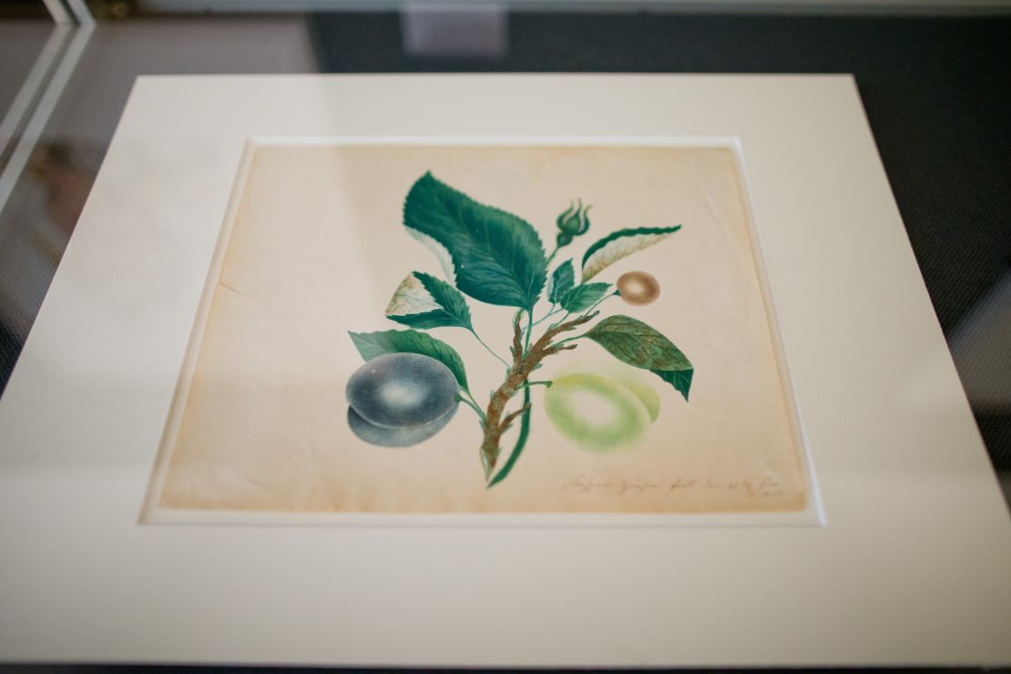 A study of plums, rosebuds and cherries by Hauser (from 1833), a watercolor with largely spotted stenciling, appeared in the temporary exhibition "Kaspar Hauser — Pictorial World. Known and Unknown Drawings" at the Markgrafen Museum in Ansbach, Germany, in 2016.