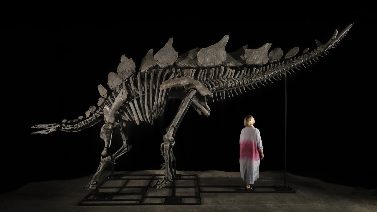 'Virtually complete' stegosaurus fossil goes on sale, but scientists aren't happy