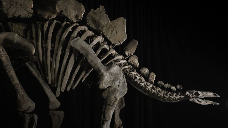 'Virtually complete' stegosaurus fossil goes on sale, but scientists aren't happy