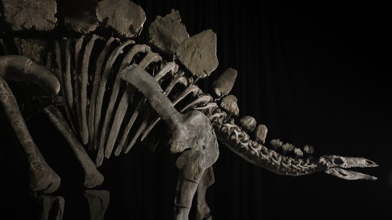 Скелет на стегозавър описан като най пълният и най добре запазеният от