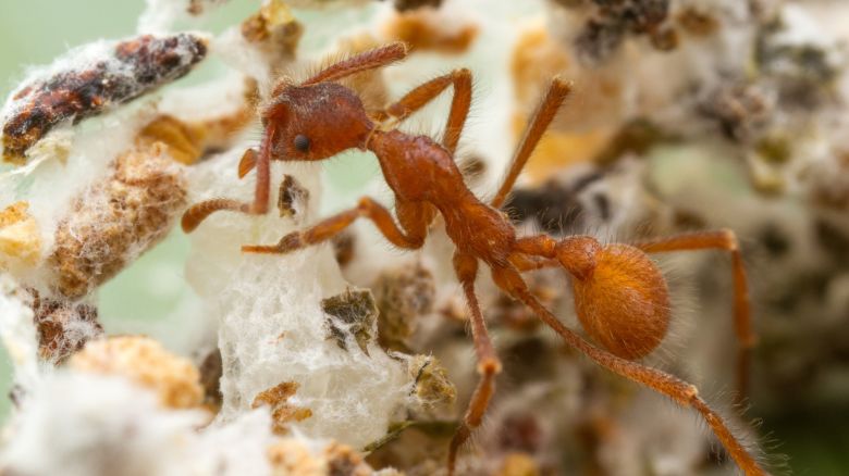 A coral-fungus-farming worker of the fungus-farming ant species Apterostigma collare, collected at La Selva Biological Station in Costa Rica in 2015, on its fungus garden.