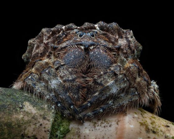 El irlandés Aran Gibbs se alzó con la victoria en la reñida categoría de retrato de invertebrados. Su impactante foto de una araña de corteza descansando sobre un palo fue el premio a una excursión nocturna por una montaña en la selva cercana a Kuala Lumpur, Malasia.