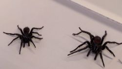 ARAÑA REUTERS.jpg