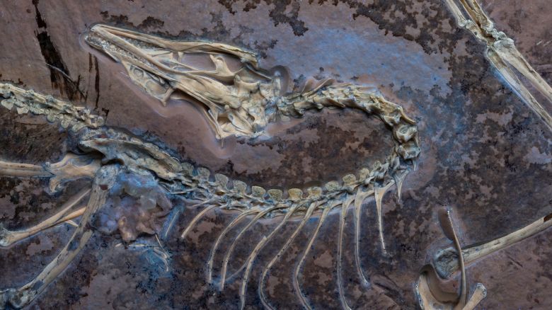Archaepteryx fossil under UV light