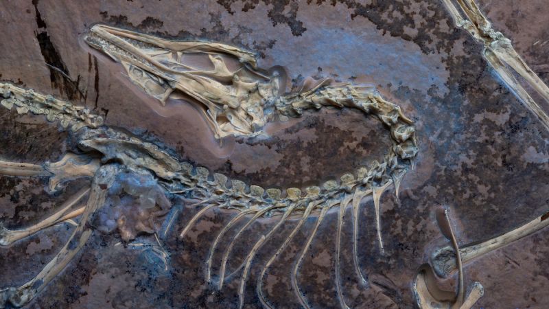 ‘Important moment in evolution’: Fossil preserves never-before-seen flight feathers in ‘first bird’