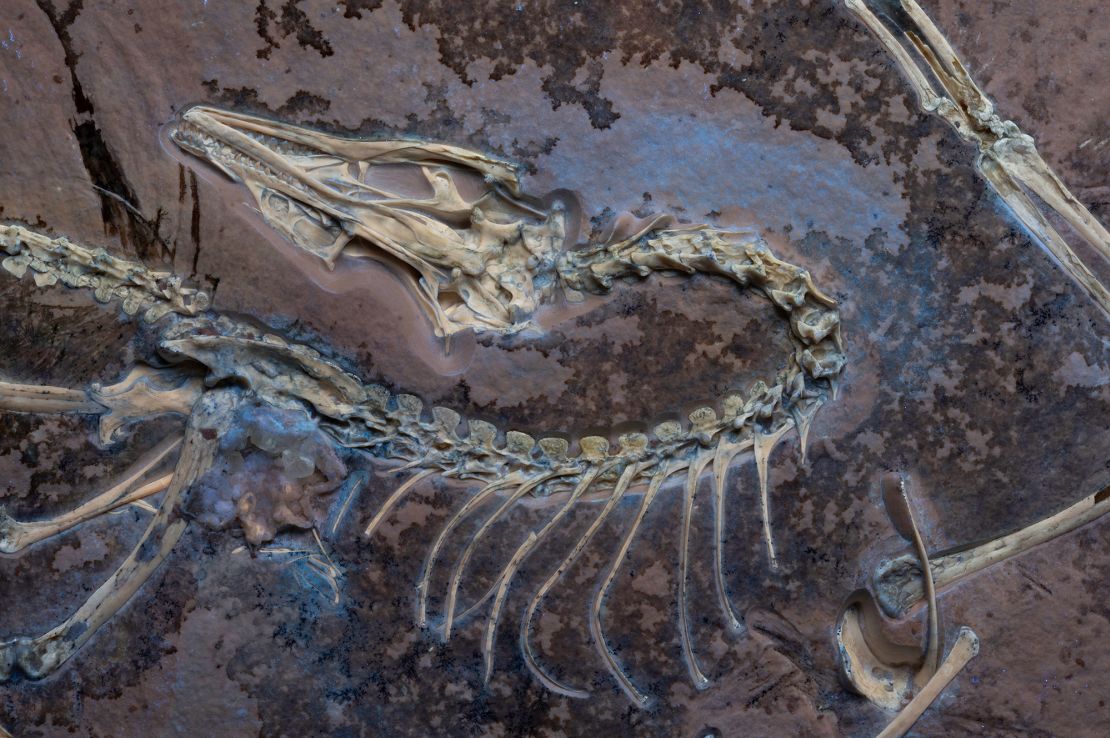 The archaeopteryx fossil appears under UV light, with soft tissue next to the skeleton.