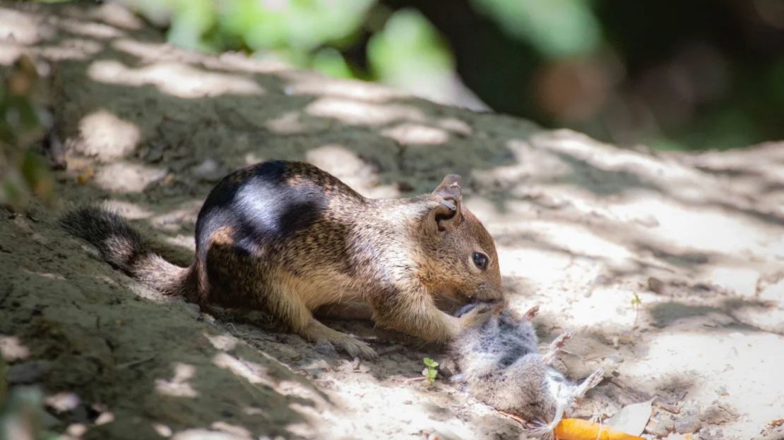 Una ardilla terrestre de California en el Parque Regional Briones en el condado de Contra Costa se alimenta de un topillo como respuesta conductual adaptativa a un aumento en la población local de topillos, según un nuevo estudio.