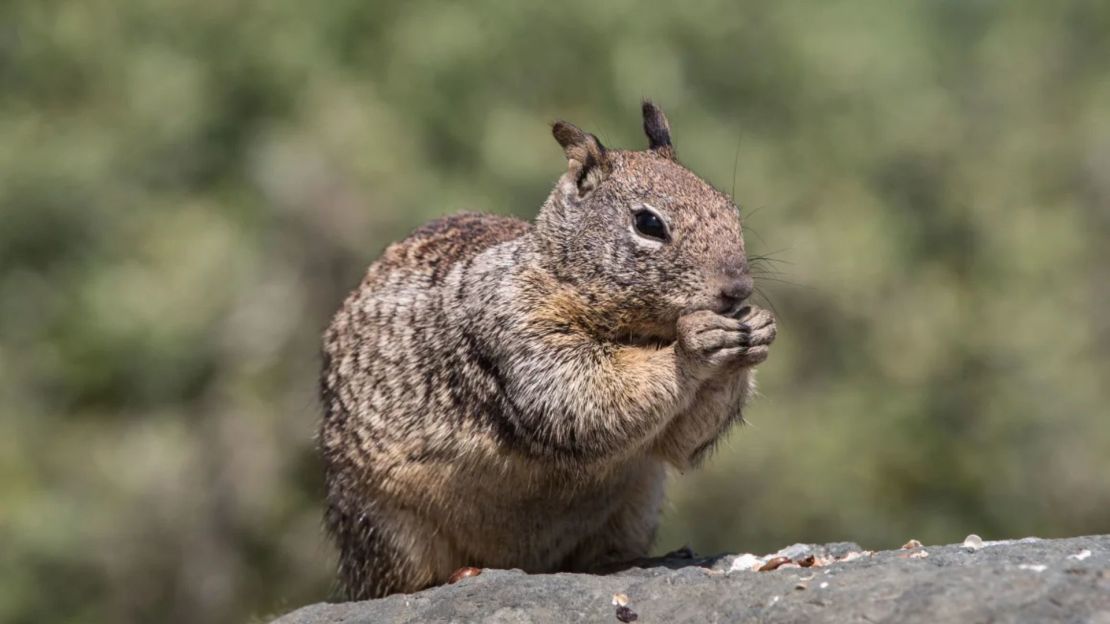 Las ardillas terrestres de California típicamente comen semillas y plantas, pero un estudio tiene evidencia de que algunas ahora pueden ser carnívoras. Una ardilla busca comida el 11 de mayo de 2021 en Cambria, California.