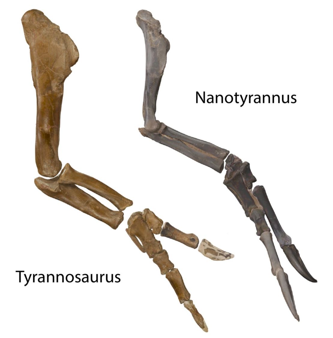 Los huesos de los dedos y las garras del Nanotyrannus son más grandes que los del T. rex, incluso el de mayor tamaño, que era famoso por tener brazos y manos cortos en proporción a su complexión.