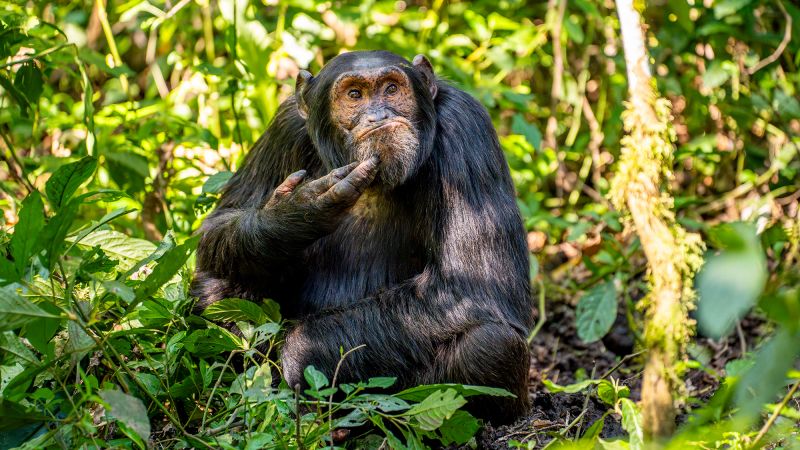 https://media.cnn.com/api/v1/images/stellar/prod/arvind-mohandas-the-contemplative-chimpanzee.jpg?c=16x9&q=w_800,c_fill