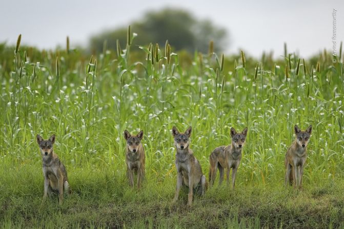 An Indian wolf pack in Bhigwan, India, as photographed by Arvind Ramamurthy.