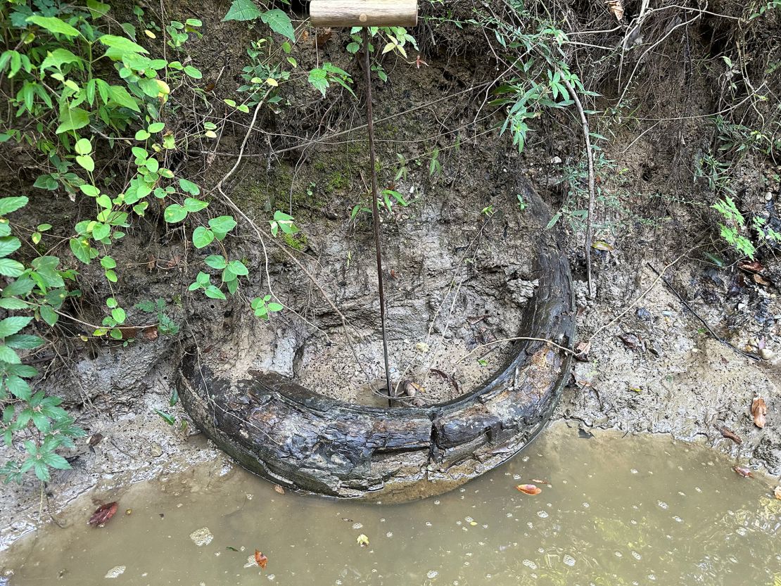 The tusk, which could be anywhere from 11,700 to 75,000 years old, was found partially exposed from the mud bank.