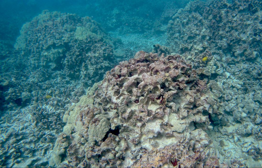 Reefscape of live and dead large corals in Hōnaunau Bay, Hawaii.