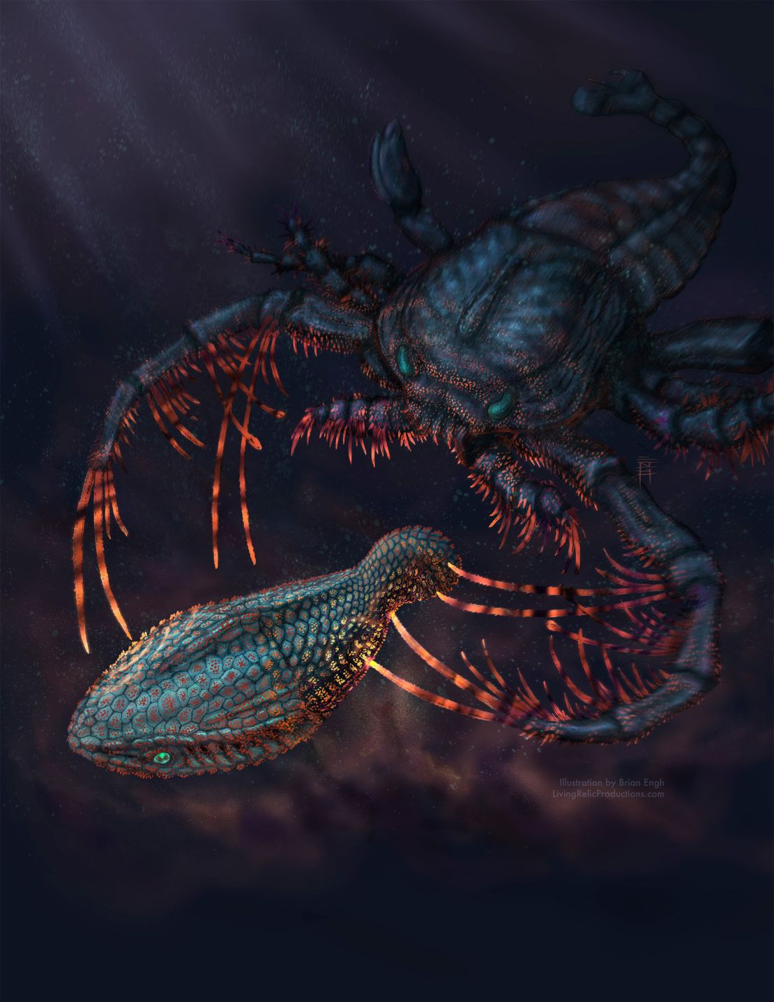 This artist's illustration depicts Astraspis being attacked by the sea-scorpion Megalograptus in dark shallow waters. The glow of the animals' interacting exoskeletons represent how both would have sensed the world around them.