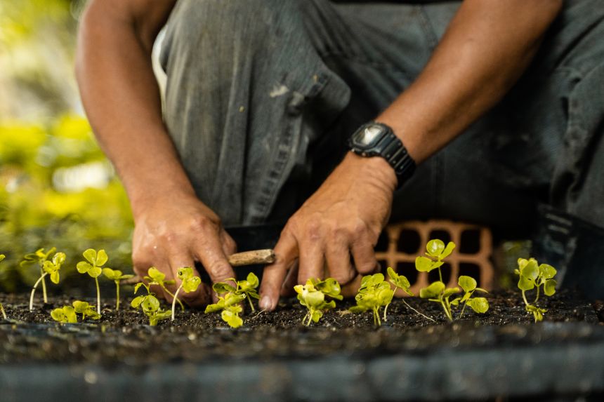 The company plants seedlings from native species to restore degraded land.