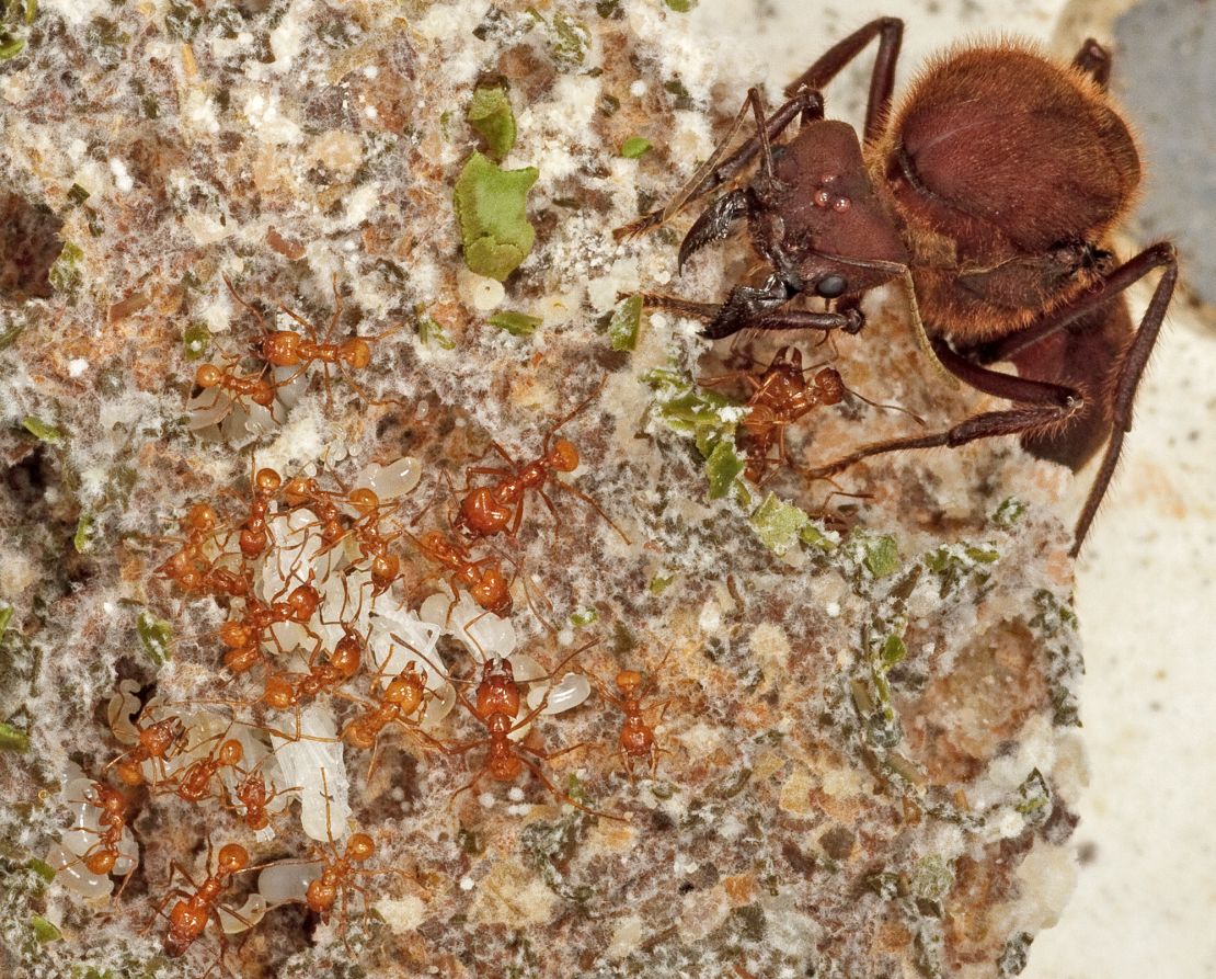 Ants began farming fungi 66 million years ago after an asteroid hit Earth, according to a new study. Here the queen and workers of the leaf-cutter ant species Atta cephalotes tend to a fungus garden.