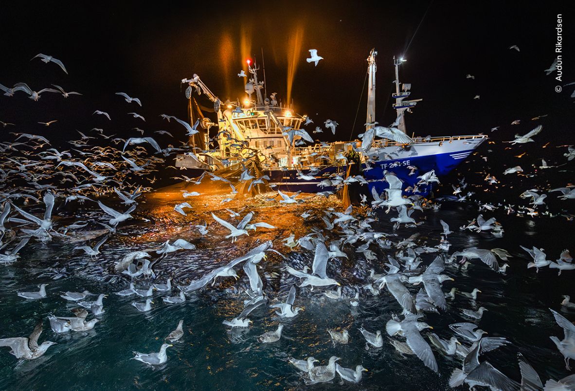 Audun Rikardsen's image of gulls trying to feed on a fishing boat's catch in northern Norway won the Oceans: The Bigger Picture category.