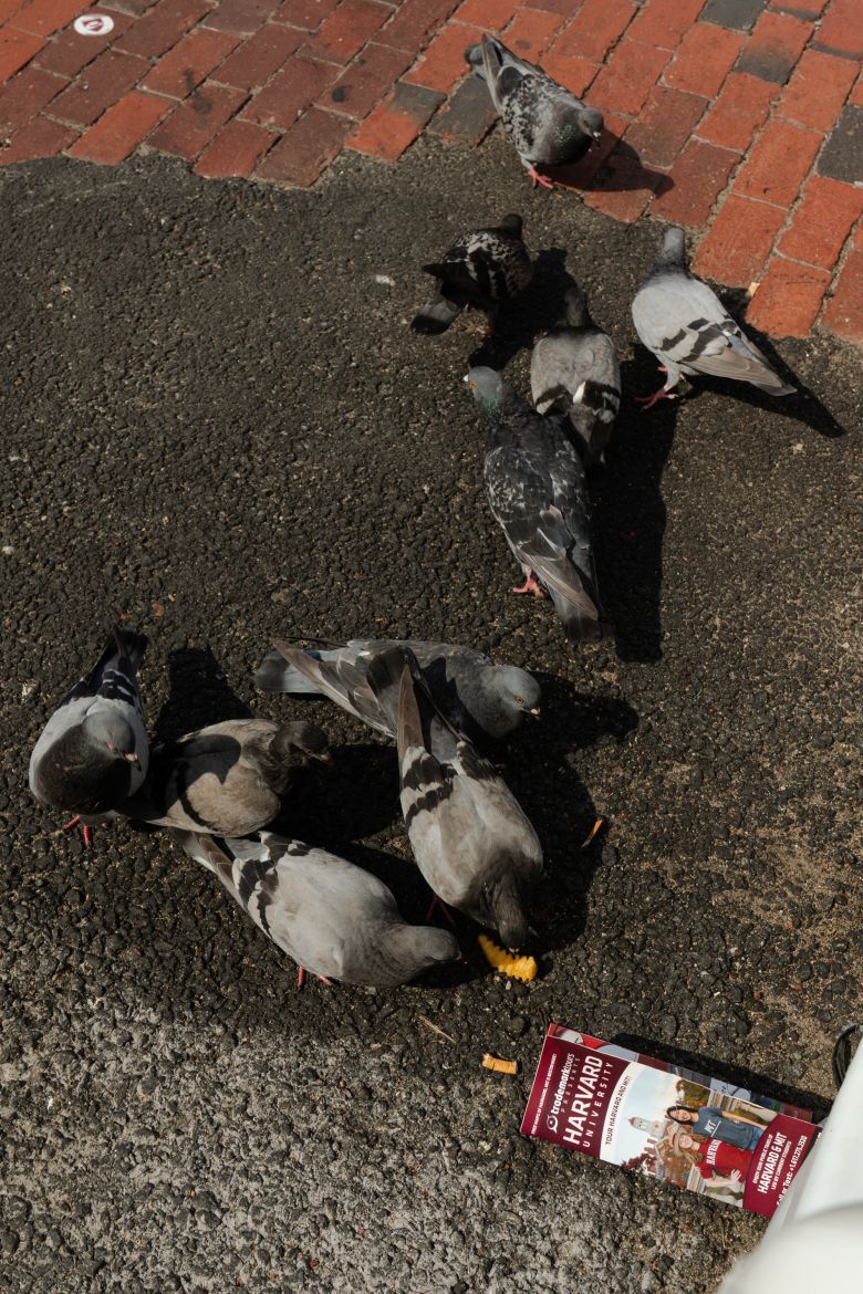 Pigeons walk Thursday around a brochure advertising Harvard tours.