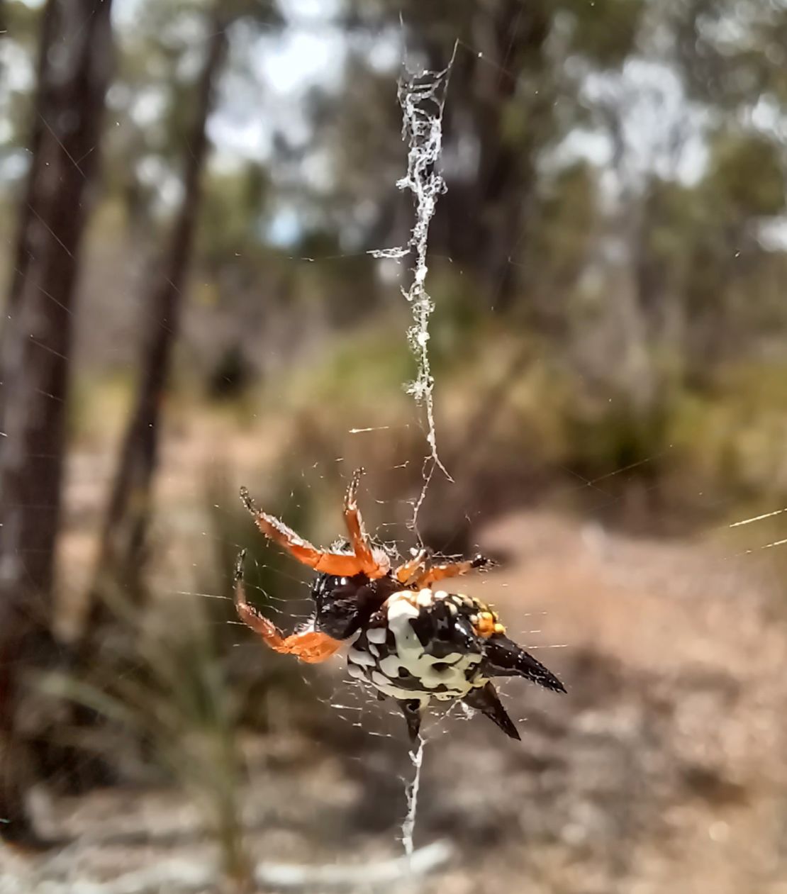 The researchers collected webs from different species of spider, including Austracantha minax, pictured here.