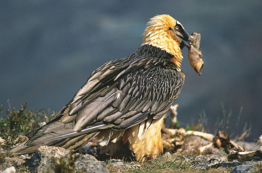 The bearded vulture has an unusual diet consisting primarily of bones.