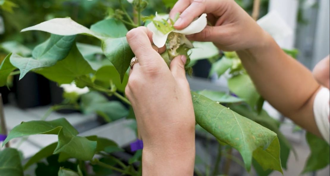 The age-old method of cross breeding involves rubbing two flowers together.