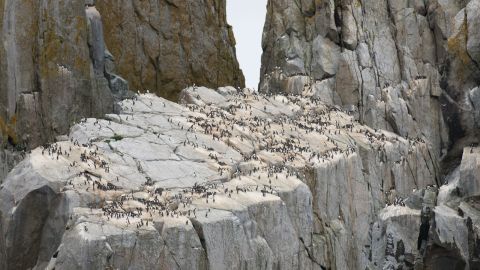 Un estudio reveló que un récord de 4 millones de araos comunes murieron como resultado de una ola de calor marina de dos años en Alaska. Una colonia reducida de araos anida en la Isla Sur de las Islas Semidi en 2021 después de la ola de calor