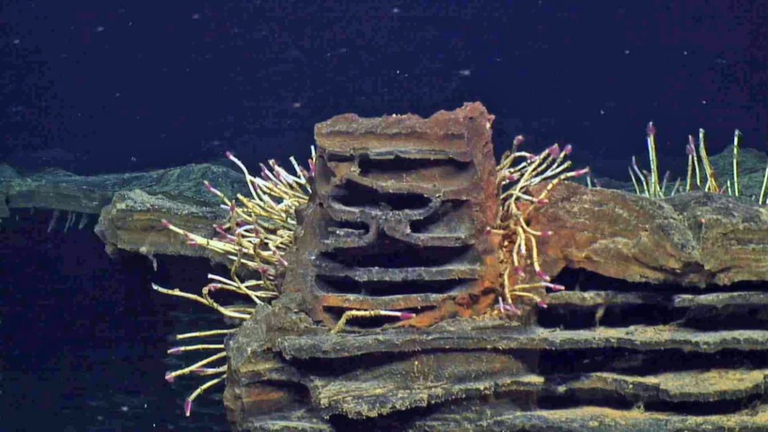 Los gusanos tubícolas crecen en las formaciones rocosas únicas del monte submarino Axial.