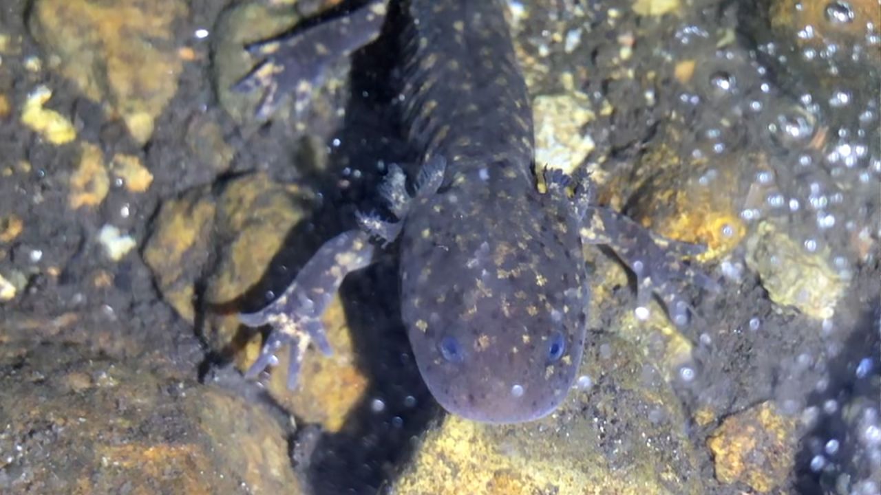 axolotl volcanes.jpg