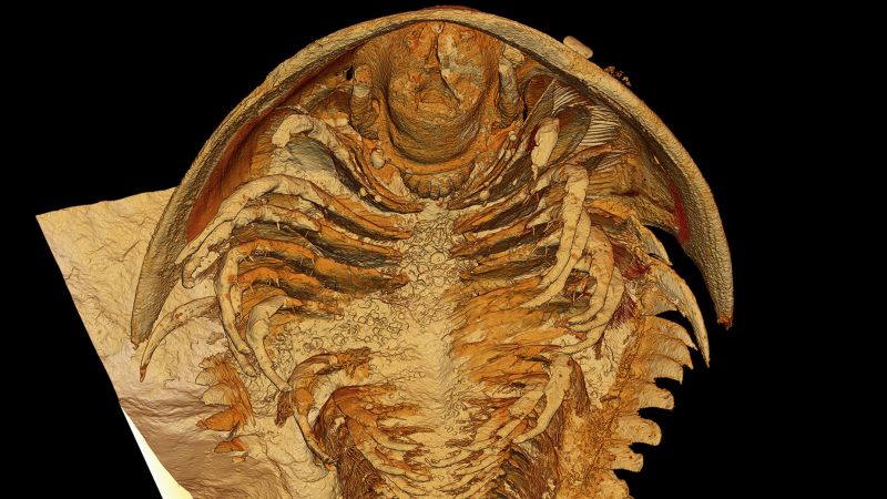 Štúdia nachádza anatómiu starovekého trilobita zachovanú v 3D v dôsledku sopečnej erupcie
