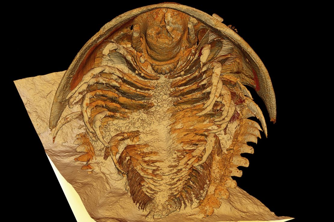 Microtomographic reconstruction shows the newfound trilobite species Gigoutella mauretanica found in the Tatelt Formation in the High Atlas mountains.