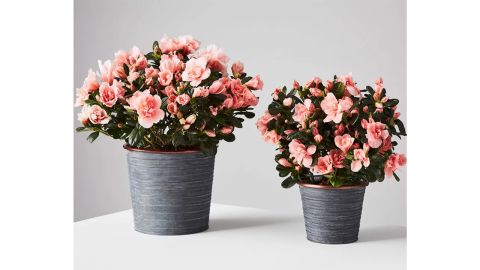 Azalea Plant