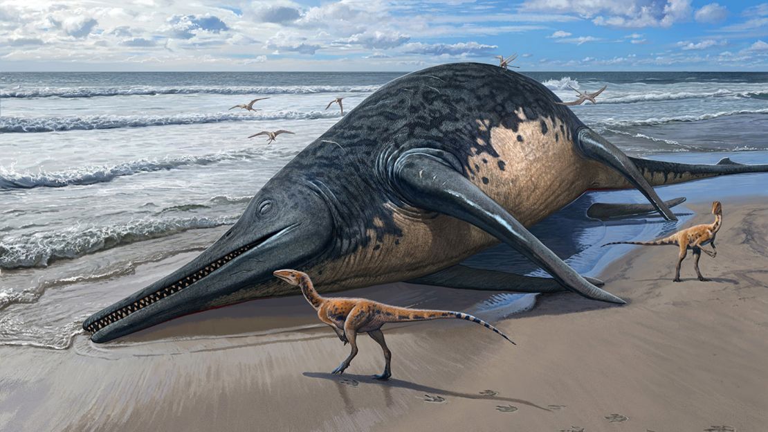 An illustration depicts a washed-up Ichthyotitan severnensis carcass on the beach.