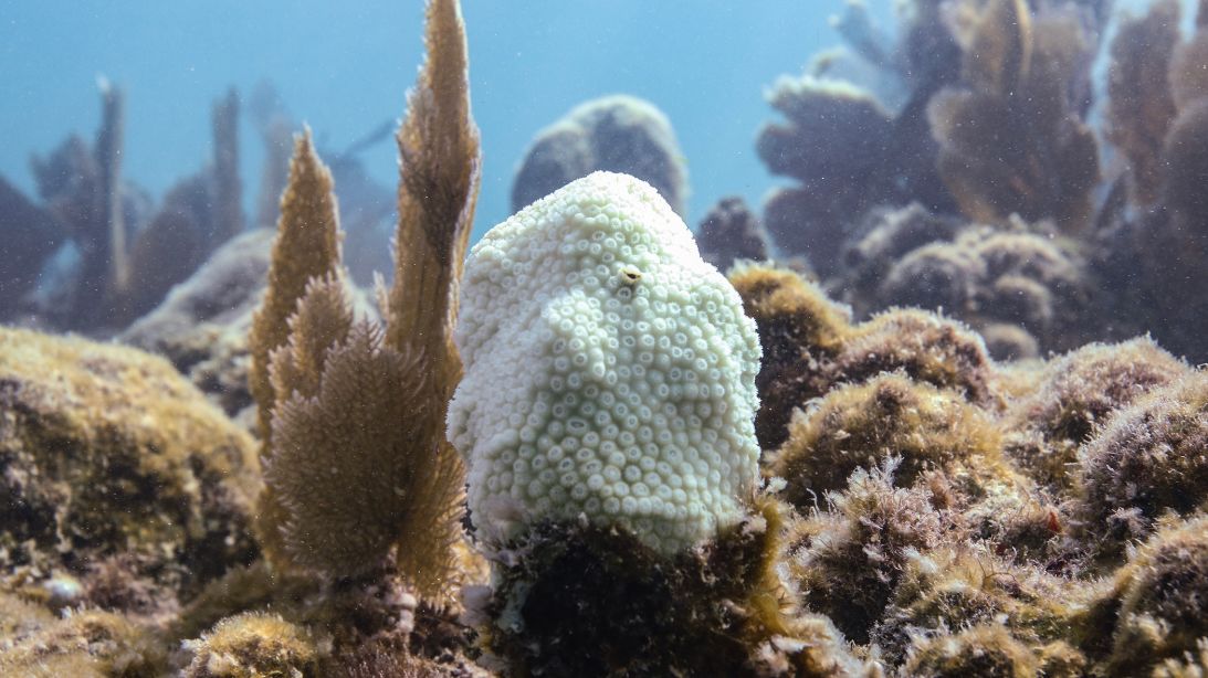 Florida's record-breaking marine heat has taken a heavy toll on its coral reef.
