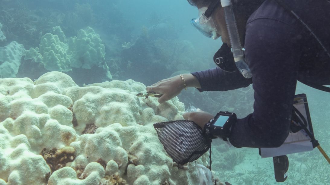 Scientists sample bleached coral on Florida's reef.