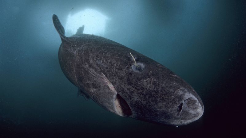 How the Greenland shark can live for centuries