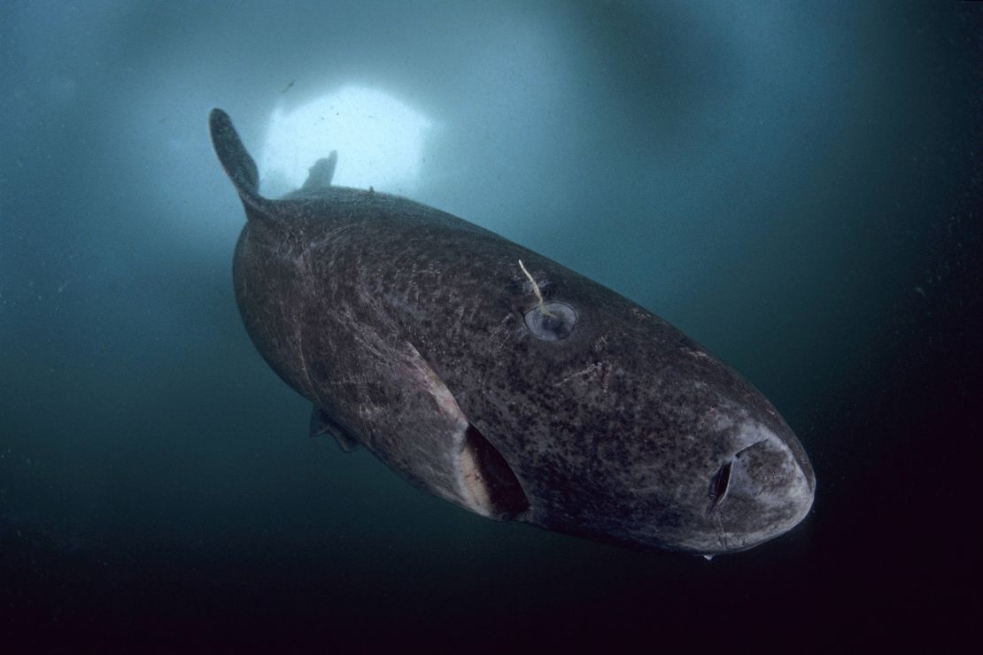 A Greenland shark swims under the ice near northern Baffin Island in the Canadian Arctic.