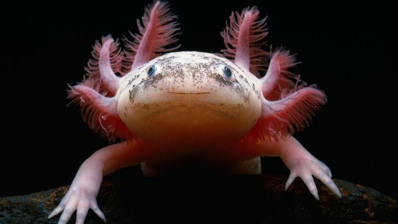 Why axolotls seem to be everywhere — except in the one lake they call home
