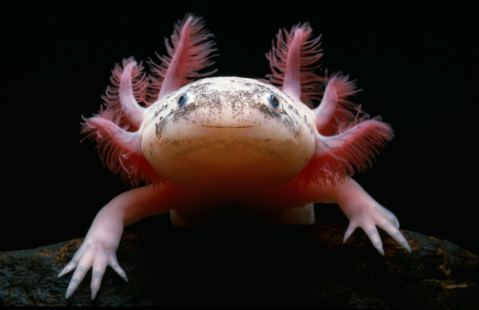 With their frilled external gills, axolotls maintain a youthful appearance their entire lives. Their cute, Muppet-like look has turned these aquatic salamanders into pop culture sensations.