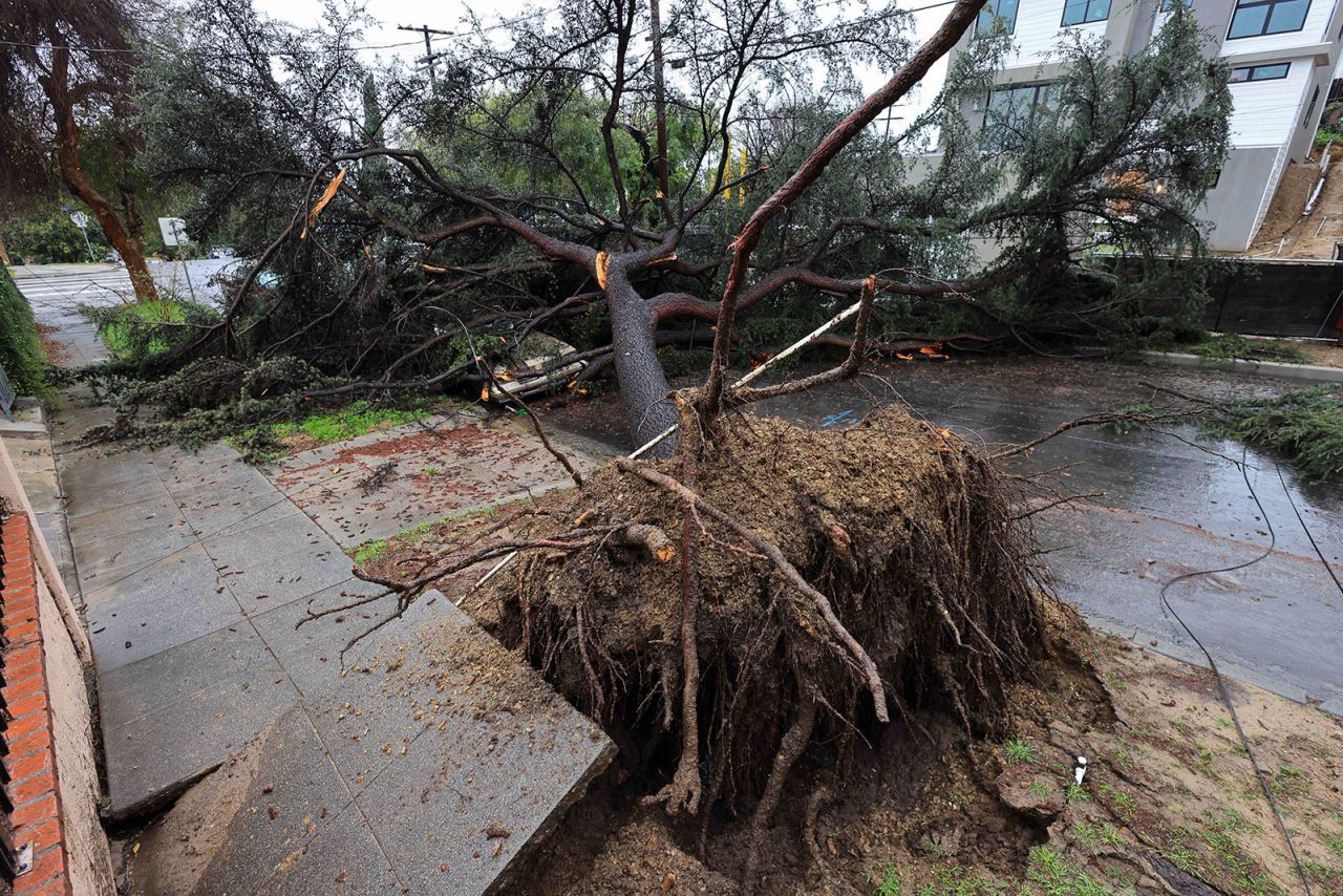 A fallen tree lies atop a car in Los Angeles on Monday.