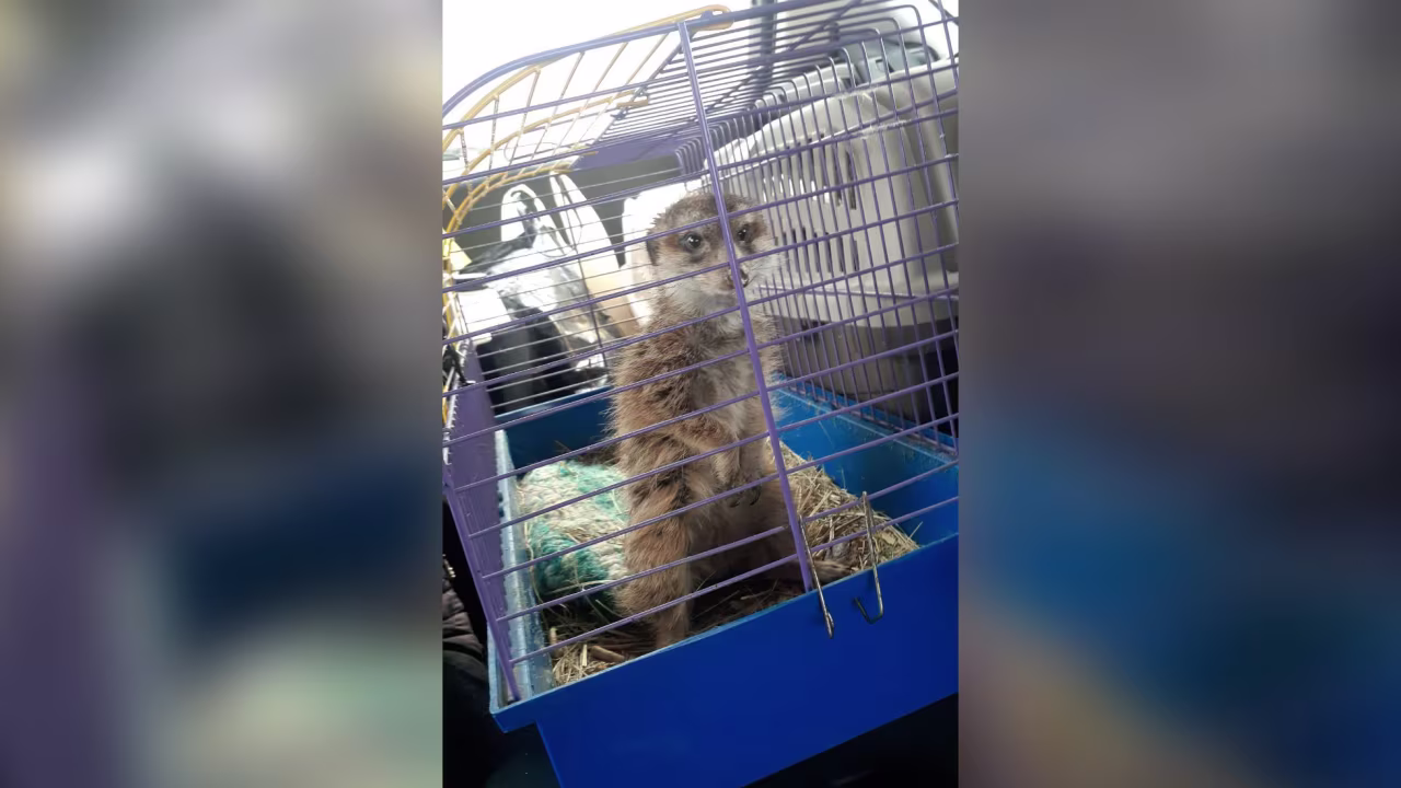 Yulia Bondarenko travelled with dogs, cats and two meerkats that were recused after a petting zoo in Kherson was shelled.