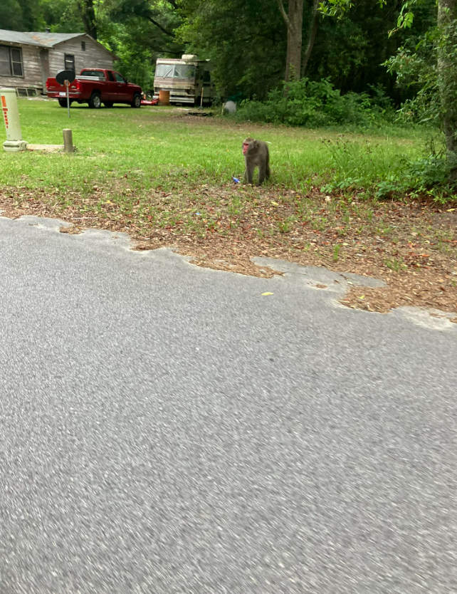 Escaped Pet Primate In South Carolina Was Not Recaptured Alive ...