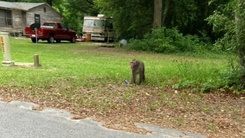 Walterboro community resident Tiffany Edenfield took this picture of an apparent baboon in the area. The Colleton County Sheriff's Office in South Carolina advised residents about the primate on Friday.