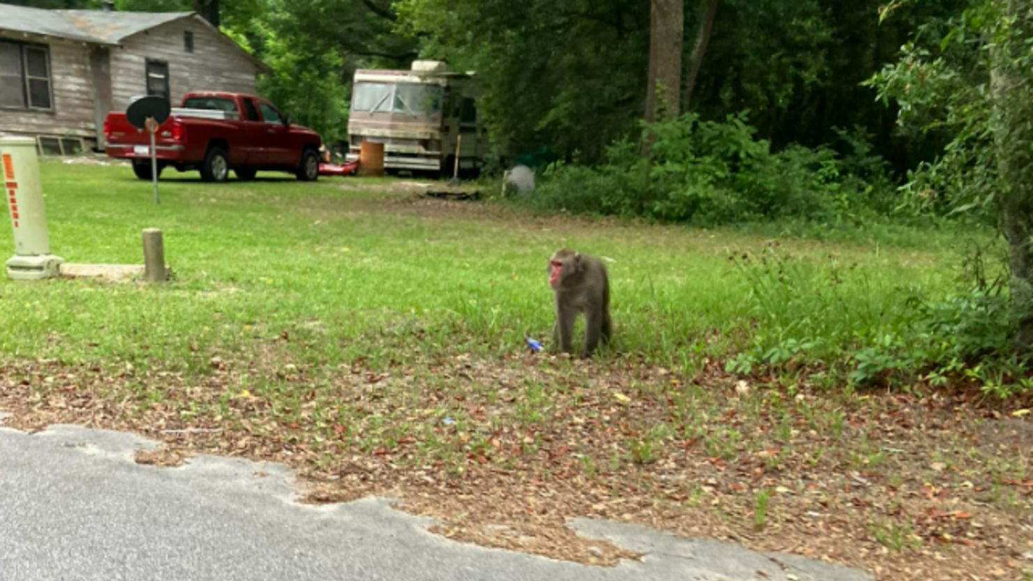 Police warned residents to keep their pets inside and not to approach the animal.