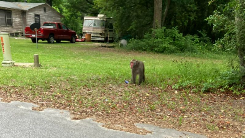 Primate remains on the loose in South Carolina | CNN