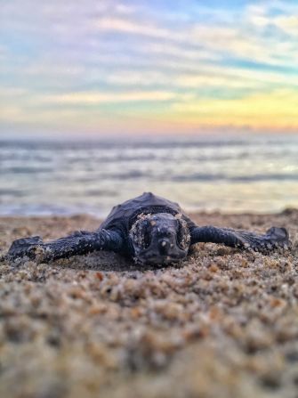 Wildlife is suffering the consequences of light pollution. Nesting sea turtles rely on the reflection of light on the water from celestial bodies to guide them to the ocean. They can be disoriented by unnatural lights around beaches, resulting in fatal dehydration or predation.
