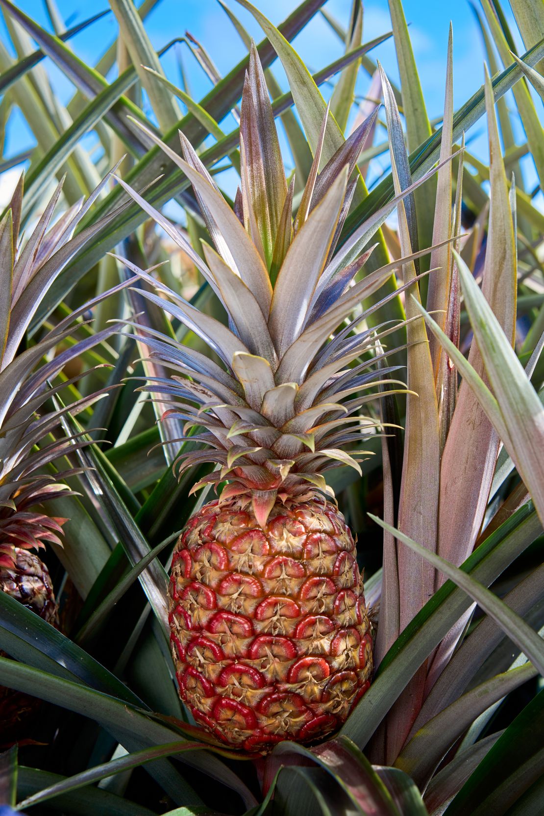 The Rubyglow, which Del Monte in its marketing has dubbed "The Red Legend."