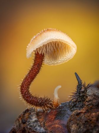 El británico Barry Webb realizó 74 fotos con horquillado de enfoque para crear esta imponente exhibición de un hongo de oreja de 15 milímetros de altura, logrando así su cuarta victoria consecutiva en una categoría de la competencia.