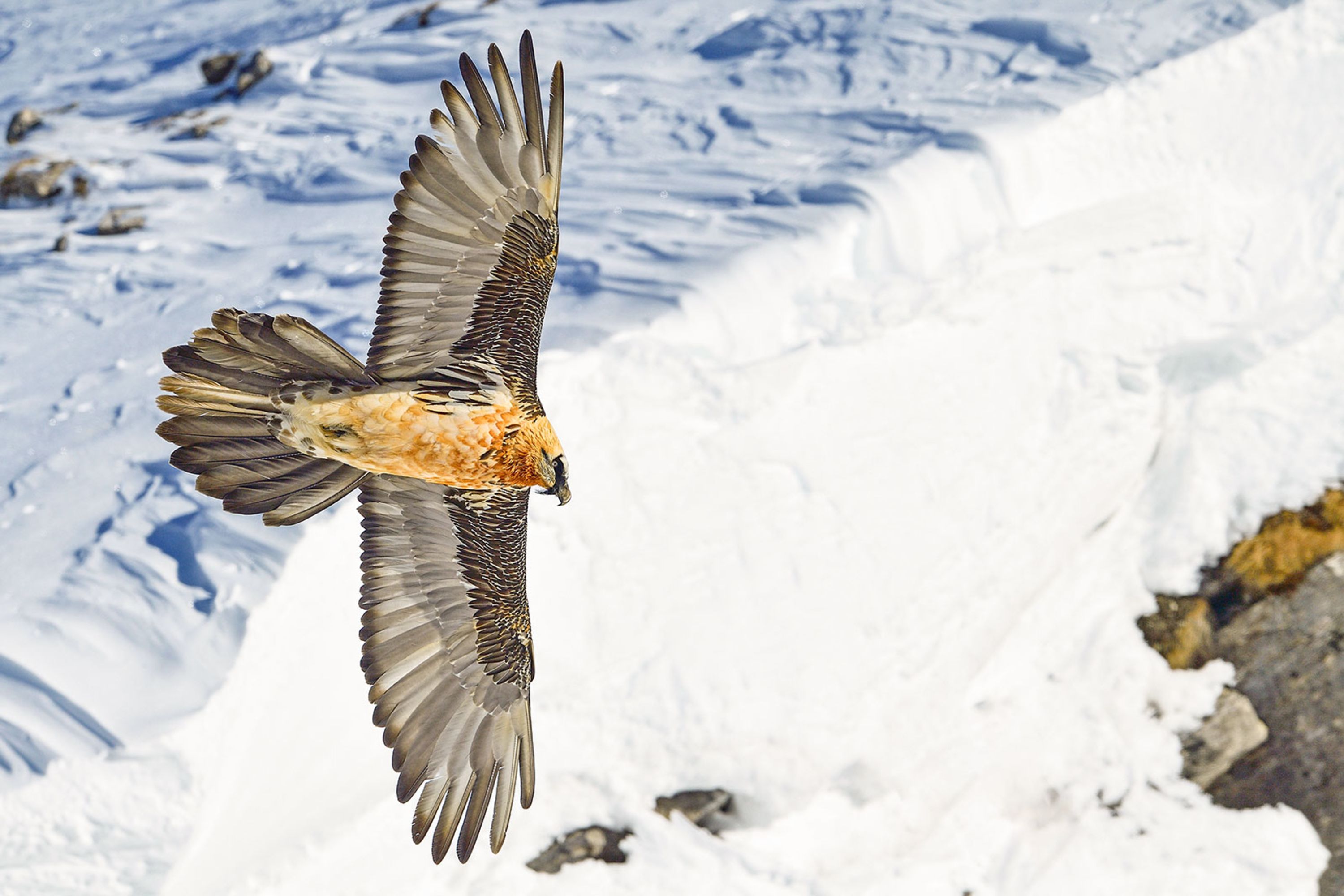 A bearded vulture soars across the Alps.