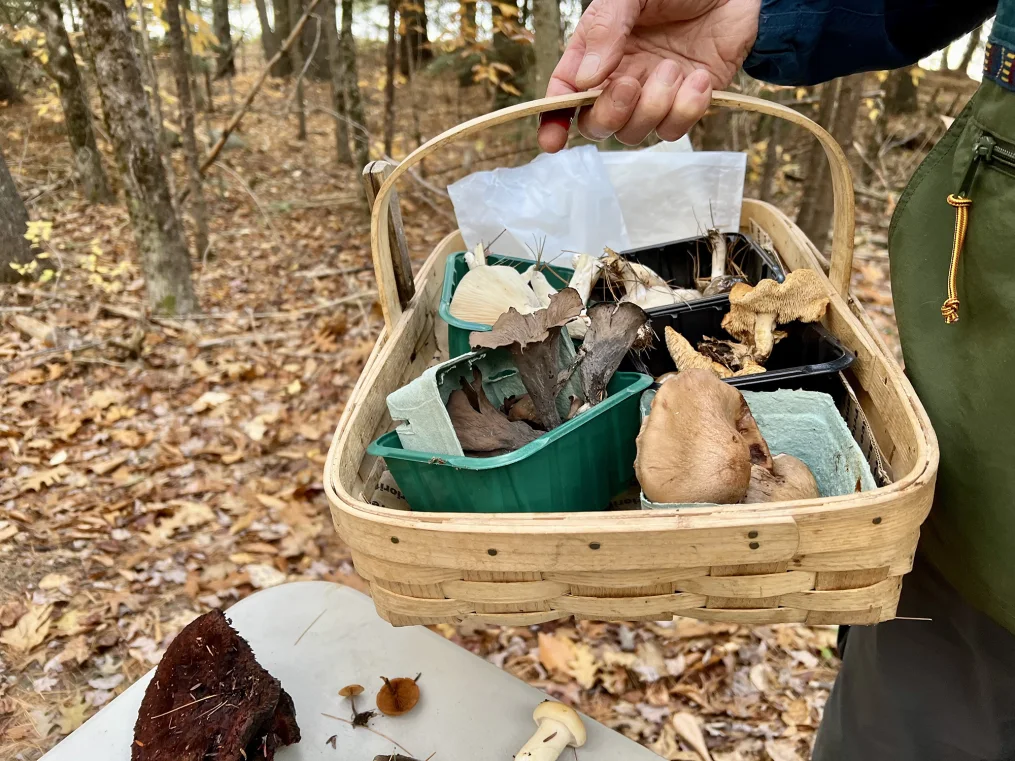 Mushrooms’ Popularity is Booming, But So Are Poisonings, Experts Warn 